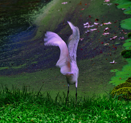 Animal, Bird, Crane Bird, Egret, Grass, Heron, Landscape, Nature, Photography, Plant, River, Scenery, Water, Waterfowl